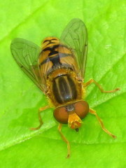 Parhelophilus laetus