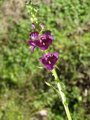 Diascia parviflora