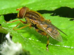 Parhelophilus laetus