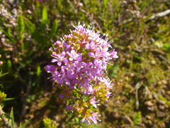 Agathosma ciliaris