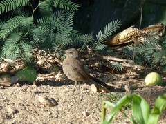 Cercotrichas coryphoeus