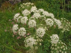 Laserpitium eliasii