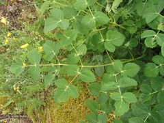 Laserpitium eliasii