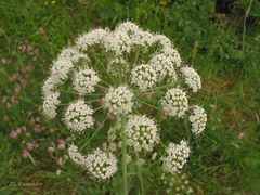 Laserpitium eliasii