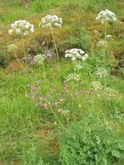 Laserpitium eliasii
