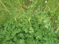 Laserpitium eliasii