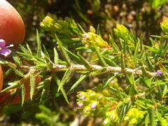 Agathosma ciliaris