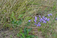 Limonium tomentellum