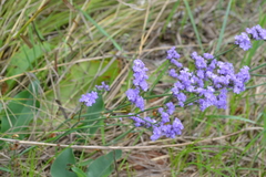 Limonium tomentellum