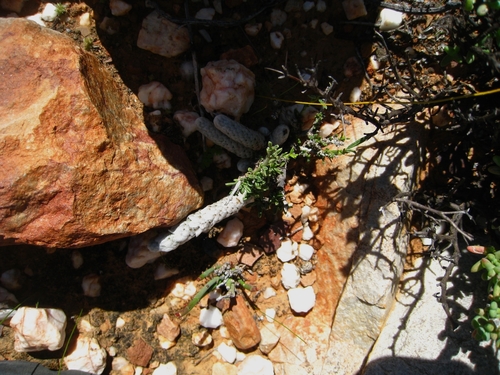 Anacampseros papyracea (Anacampseros papyracea)