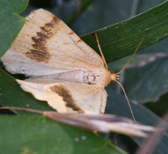 Macaria ribearia