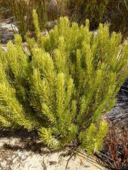 Muraltia bondii