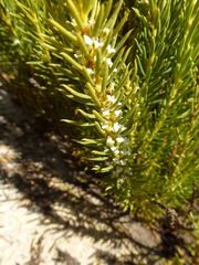 Muraltia bondii