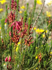 Erica monadelphia