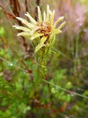 Phylica velutina
