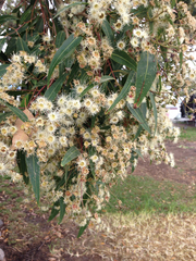 Angophora floribunda