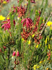 Erica monadelphia
