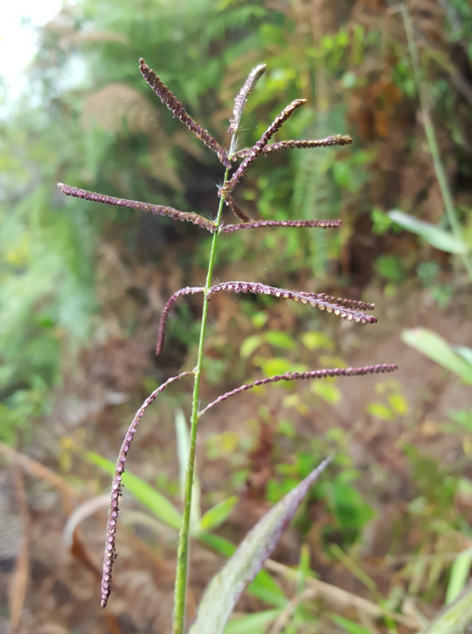 (c) François Rousseu, certains droits réservés (CC BY-NC) https://www.inaturalist.org/observations/91279737