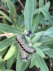 Acronicta geographica