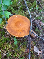 Aureonarius limonius