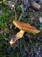 Aureonarius limonius