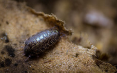 Philoscia muscorum