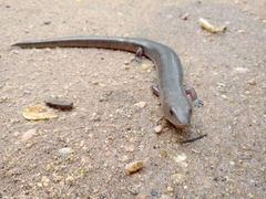 Diploglossus lessonae