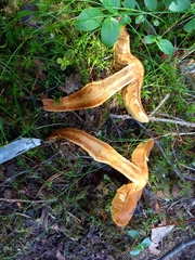 Aureonarius limonius