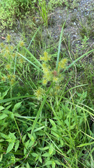 Cyperus flavescens