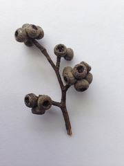 Eucalyptus globoidea