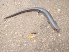 Diploglossus lessonae