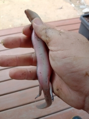 Diploglossus lessonae