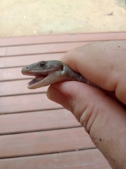 Diploglossus lessonae