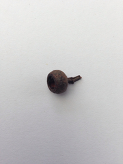 Eucalyptus muelleriana