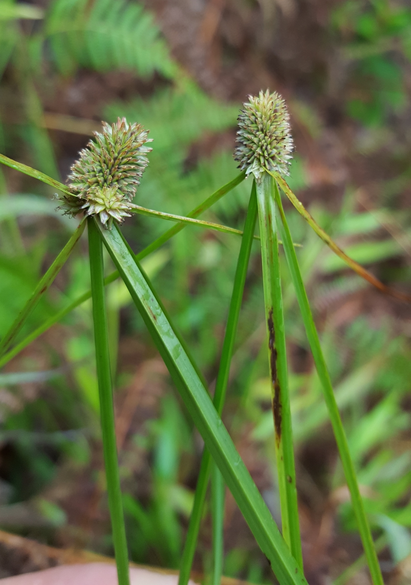 (c) François Rousseu, certains droits réservés (CC BY-NC) https://www.inaturalist.org/observations/91279890