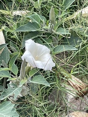 Datura wrightii