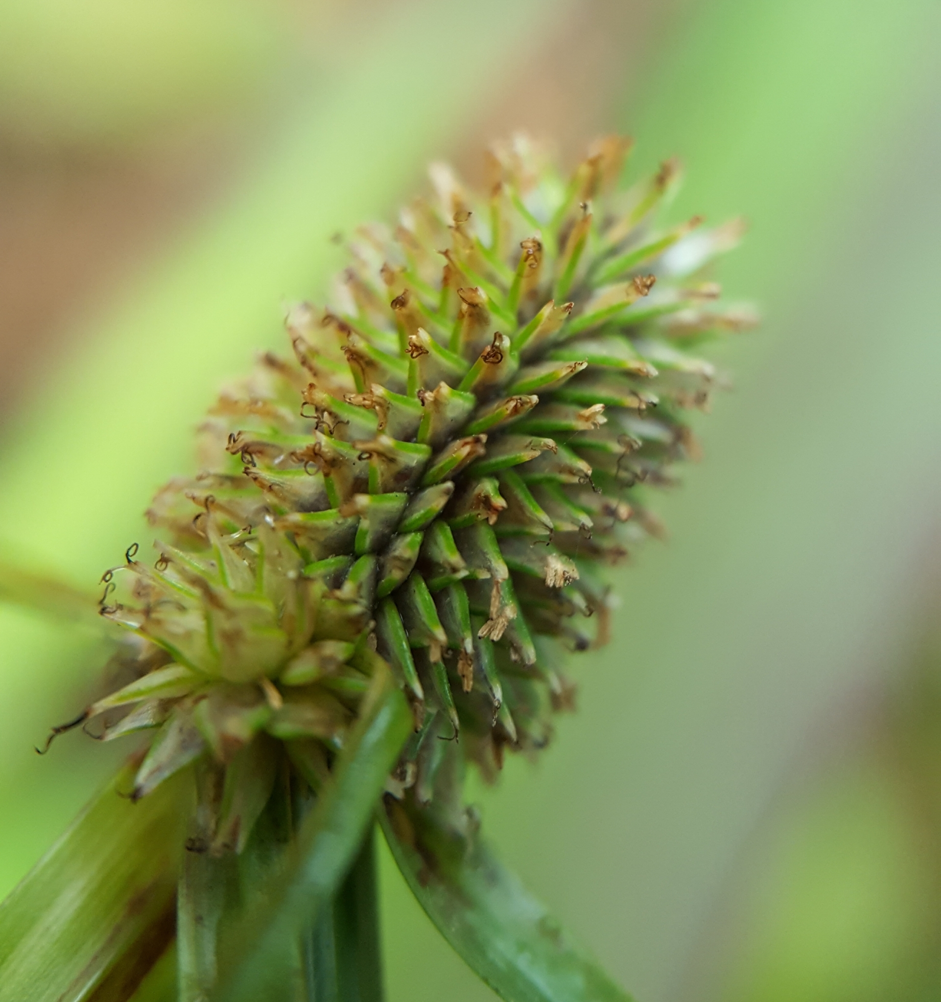 (c) François Rousseu, certains droits réservés (CC BY-NC) https://www.inaturalist.org/observations/91279890