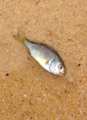 Acanthopagrus butcheri