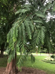 Metasequoia