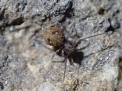 Ptenothrix beta