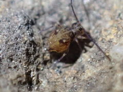 Ptenothrix beta