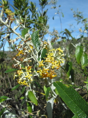 Buddleja madagascariensis
