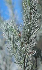 Aspalathus cinerascens