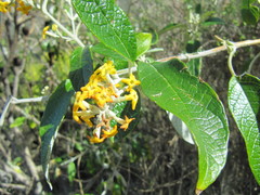 Buddleja madagascariensis