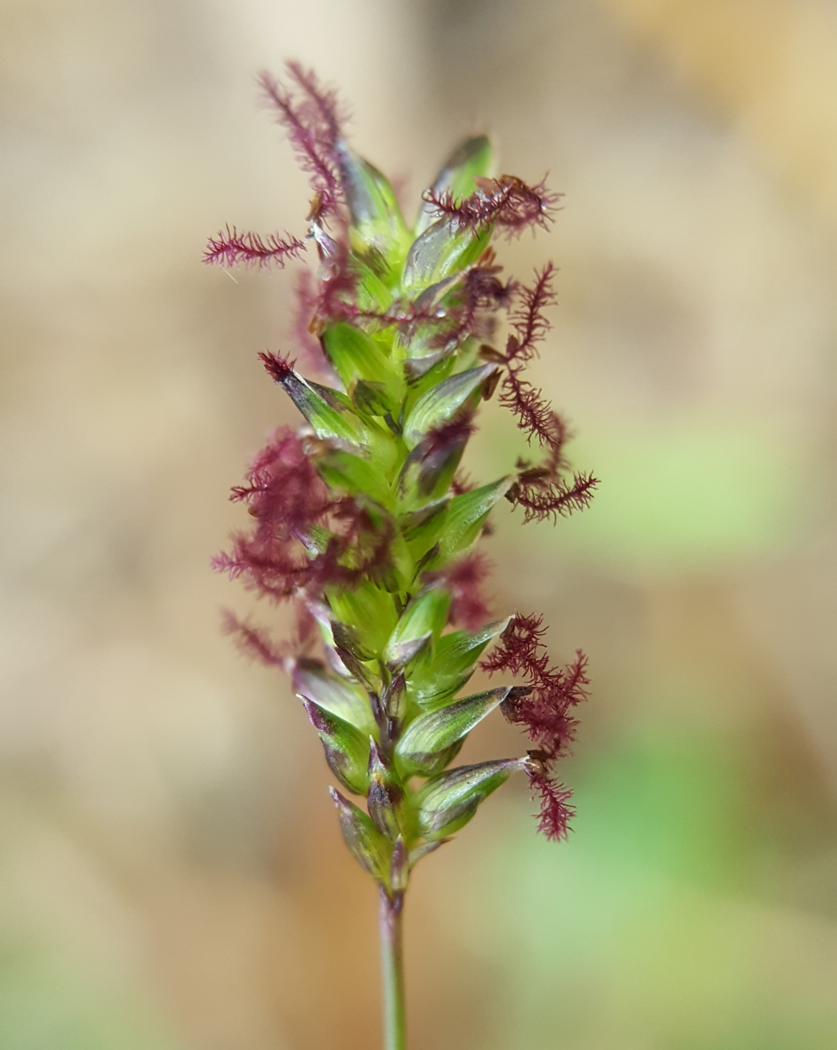 (c) François Rousseu, certains droits réservés (CC BY-NC) https://www.inaturalist.org/observations/91280040