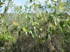 Buddleja madagascariensis