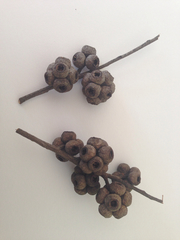 Eucalyptus agglomerata