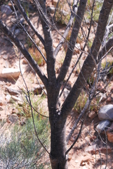 Aspalathus cinerascens