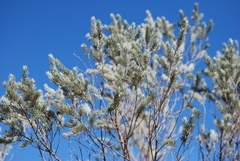 Aspalathus cinerascens