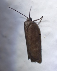 Urodus mirella